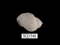 藏品(紫口珊瑚螺)的圖片